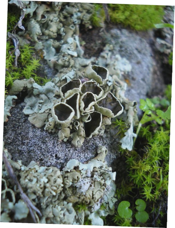 ..altro lichene sardo..